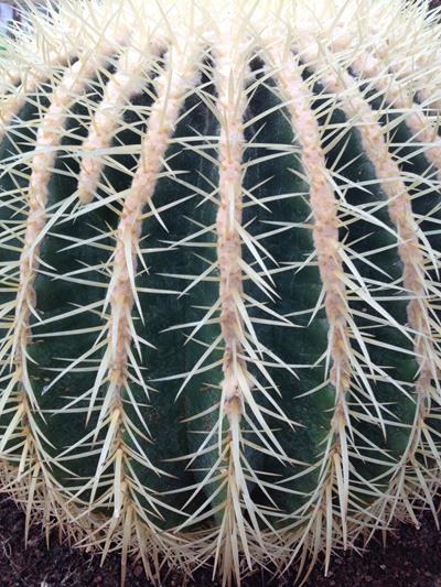 CACTUS VENDITA